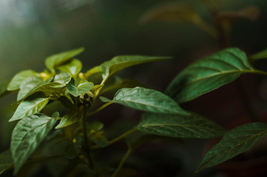 Ashwagandha: El Secreto Ancestral para un Bienestar Integral en la Era Moderna