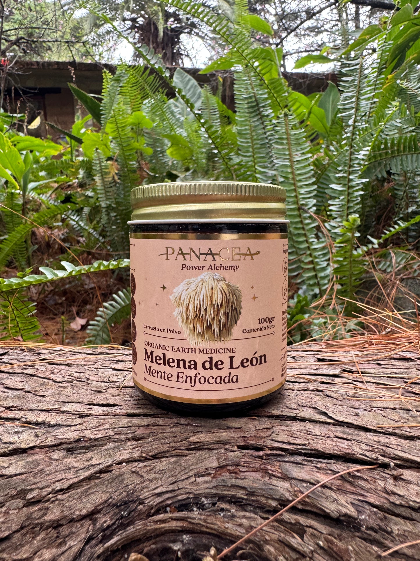 Melena de León Mente Enfocada