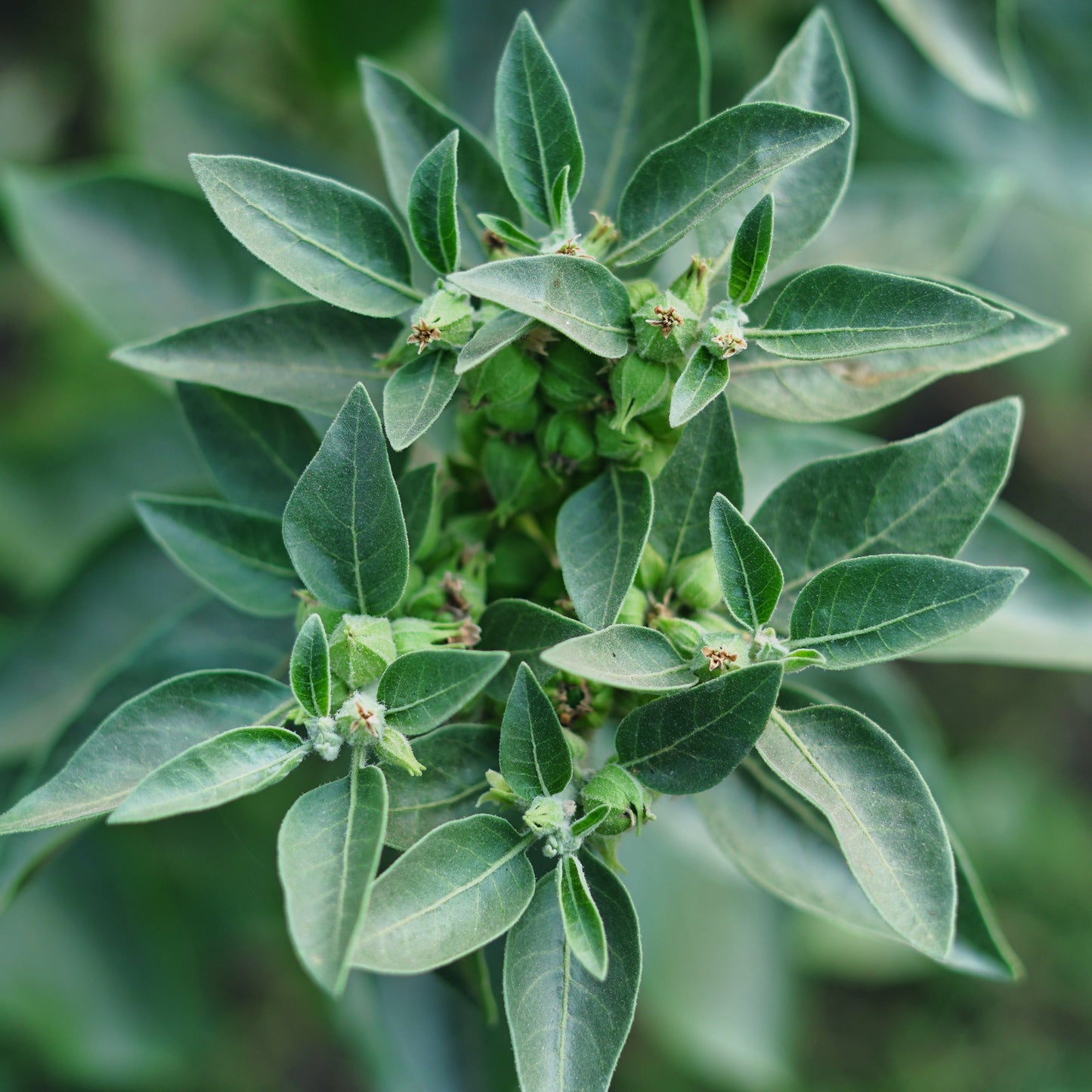 Ashwagandha Anti-Estrés