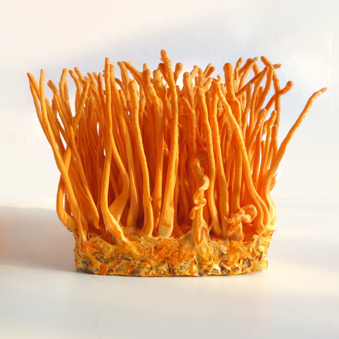 Cordyceps Vitalidad