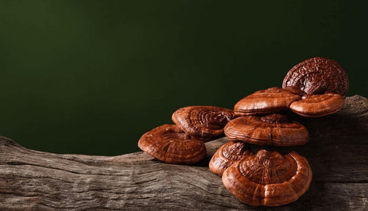 Hongo Reishi: Desbloquea el Secreto del Bienestar Natural y la Fuerza Inmunológica