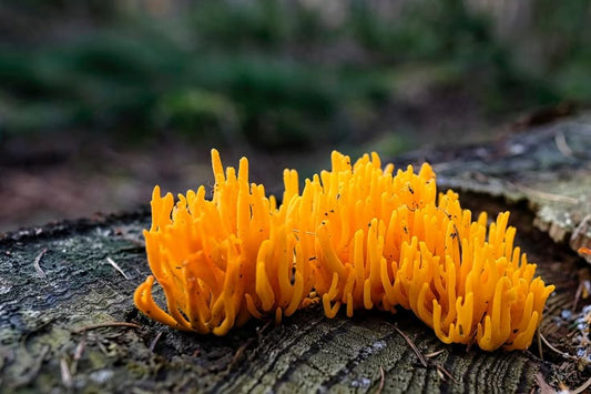 Cordyceps: Descubre el Adaptógeno Ancestral que Transformará Tu Energía